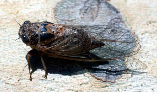 Tettigettalna sp.