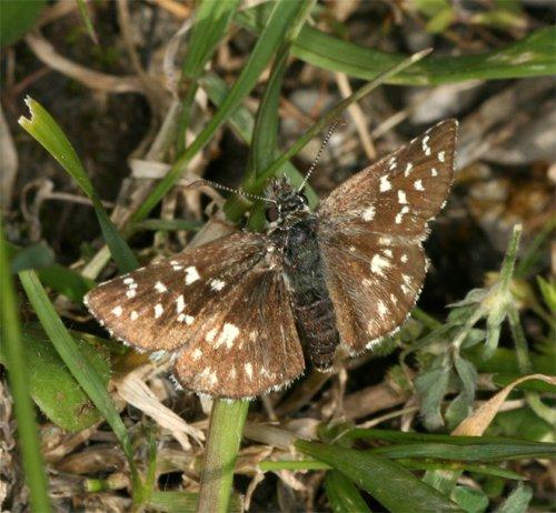 Réf. 102 054 : Pyrgus malvoides