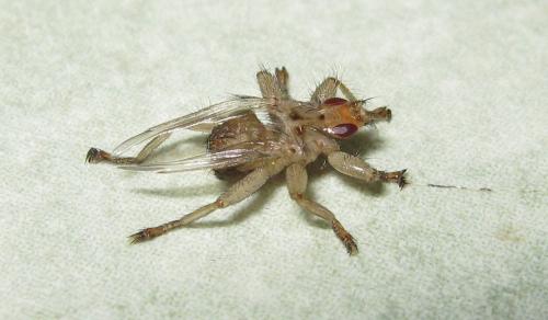 Stenepteryx hirundinis