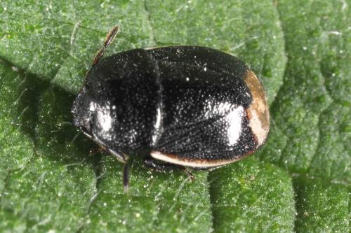Réf. 102 584 : Legnotus limbosus