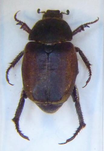 Réf. 102 062 : Hoplia coerulea