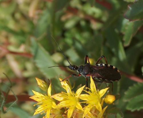 Rhynocoris cuspidatus