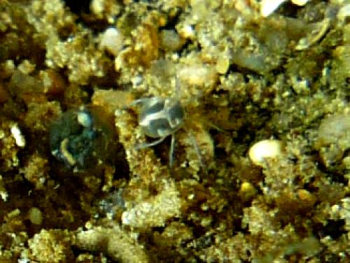 Réf. 102 171 : Unionicola sp.