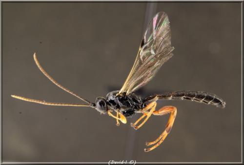 Endromopoda arundinator