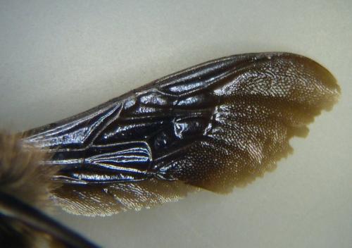 Réf. 102 739 : Megachile parietina