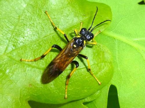 Réf. 102 128 : Tenthredo maculata maculata