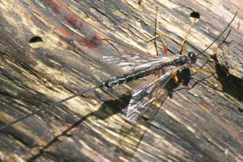 Réf. 102 265 : Rhyssella approximator