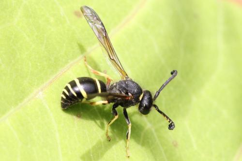 Réf. 102 817 : Odynerus sp.