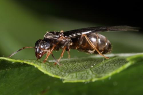 Réf. 102 585 : Lasius sp.