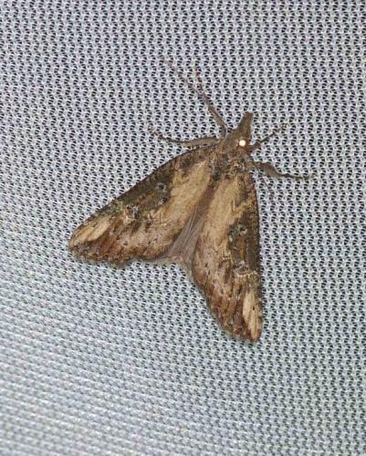 Réf. 102 011 : Hypena obesalis