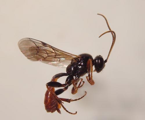 Réf. 102 850 : Tryphon sp.