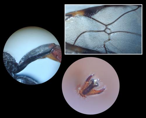 Tryphon sp.