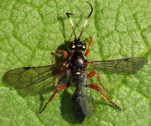 Coelichneumon rudis