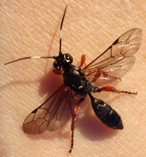 Coelichneumon rudis