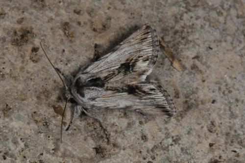 Calophasia platyptera