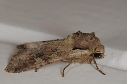 Réf. 102 377 : Apamea sordens
