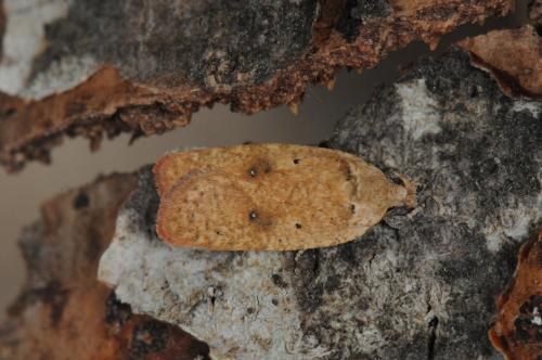 Réf. 102 420 : Agonopterix assimilella
