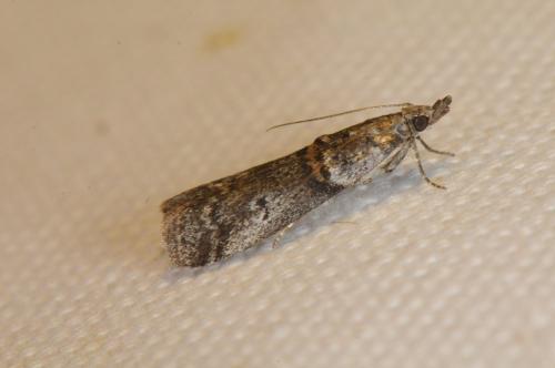 Acrobasis obliqua