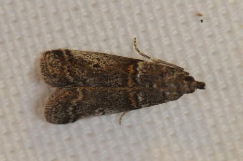 Acrobasis obliqua