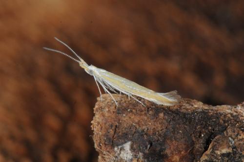 Coleophora sp.