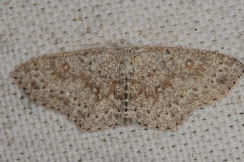Cyclophora pendularia
