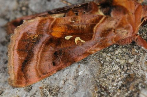Réf. 102 884 : Autographa sp.