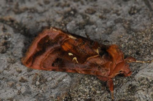 Réf. 102 847 : Autographa sp.