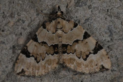Colostygia pectinataria