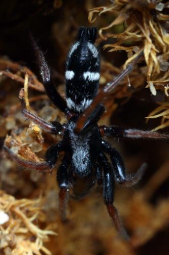 Réf. 102 607 : Aphantaulax trifasciata