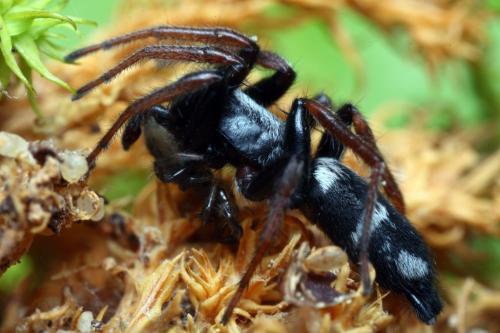 Réf. 102 605 : Aphantaulax trifasciata