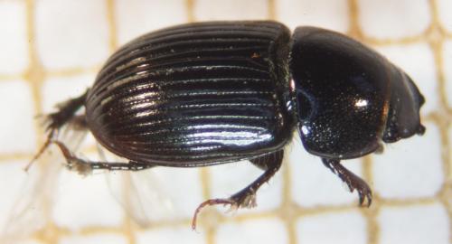 Esymus pusillus