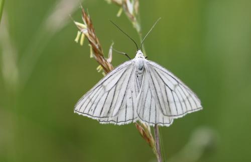 Réf. 102 892 : Siona lineata