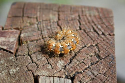 Euplagia quadripunctaria