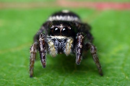 Pellenes sp.