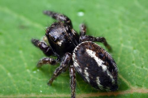 Pellenes sp.