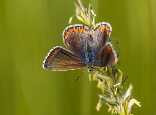 Polyommatus bellargus