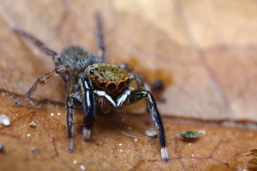 Réf. 102 645 : Euophrys frontalis