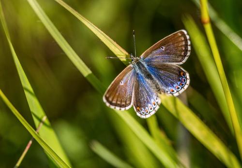 Polyommatus bellargus