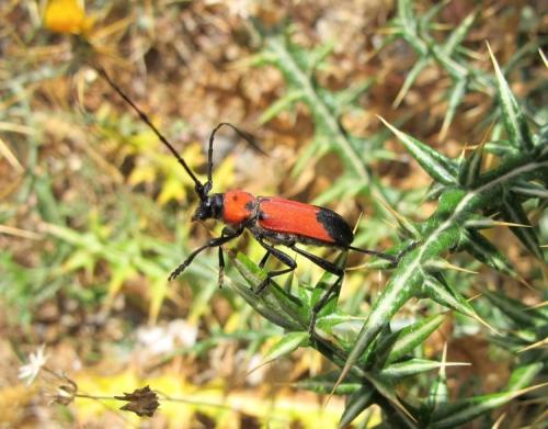 Purpuricenus desfontainii