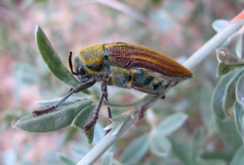 Julodis pubescens ivenii