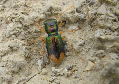Réf. 102 936 : Grammognatha euphratica
