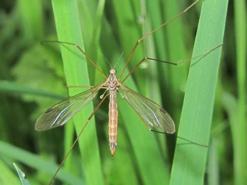 Réf. 102 297 : Austrolimnophila ochracea