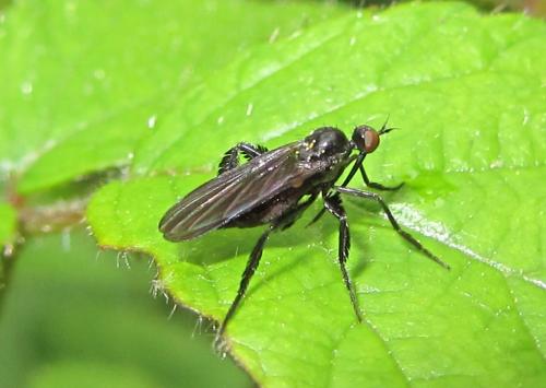 Réf. 102 384 : Empis pennipes