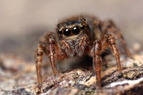Réf. 102 821 : Euophrys rufibarbis