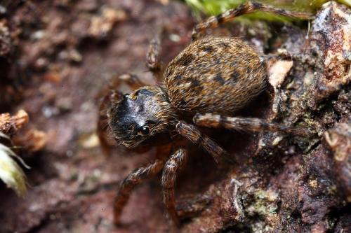 Réf. 102 822 : Euophrys rufibarbis