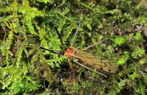 Réf. 102 067 : Limonia nigropunctata
