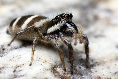 Réf. 102 922 : Salticus propinquus