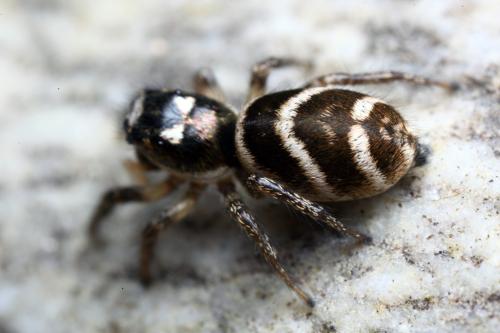 Salticus propinquus