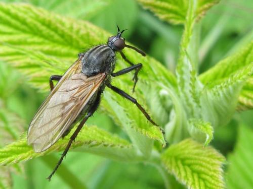 Empis tessellata