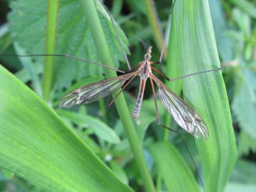 Tipula vernalis